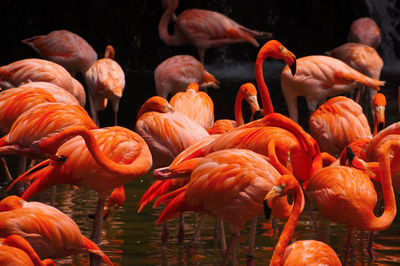 Flock of birds in lake