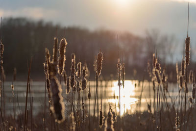 Close-up of cattails along lake in forest preserves at sunset