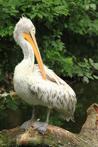 Close-up of pelican perching on lake