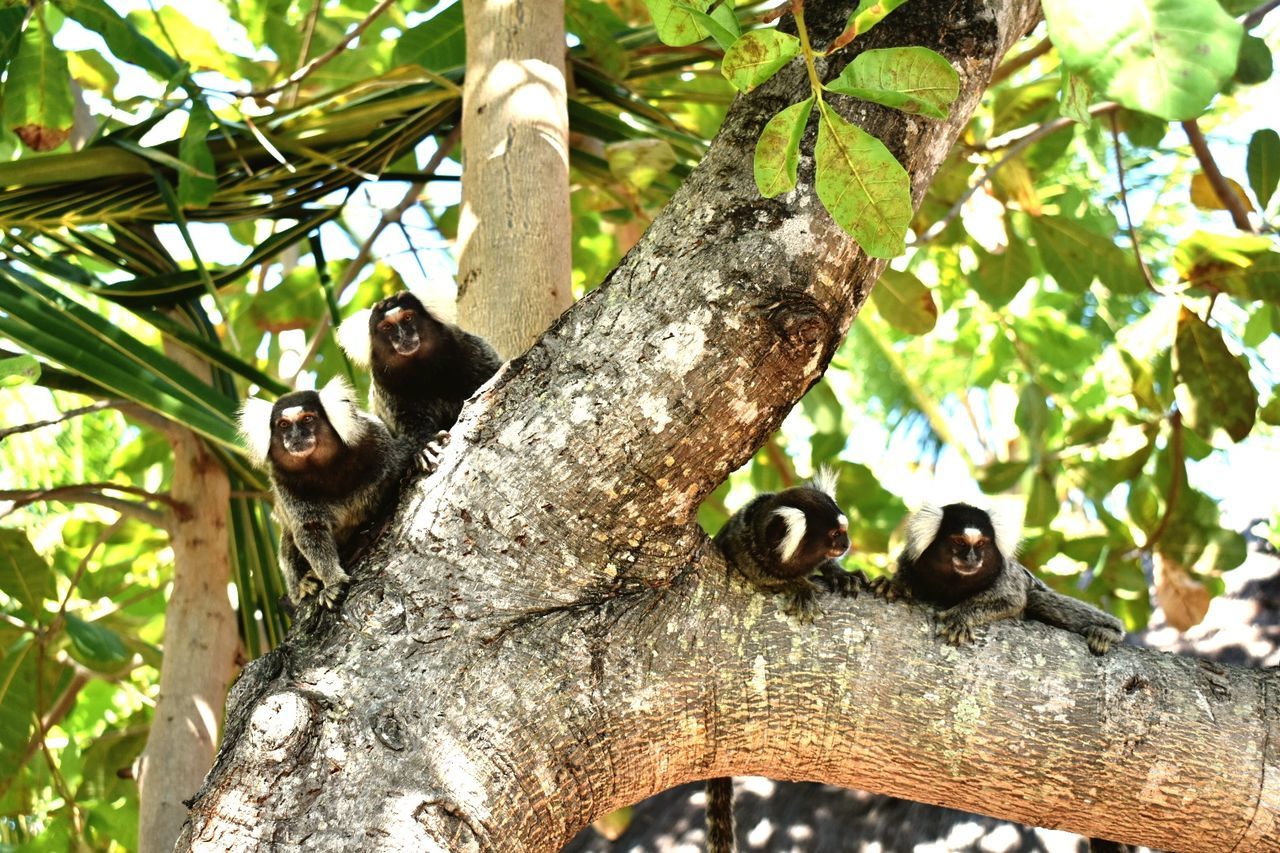 tree, plant, animals in the wild, animal wildlife, branch, animal, animal themes, tree trunk, trunk, mammal, nature, one animal, focus on foreground, low angle view, vertebrate, no people, day, primate, forest, growth, outdoors