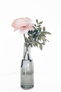 Close-up of rose in glass vase on table