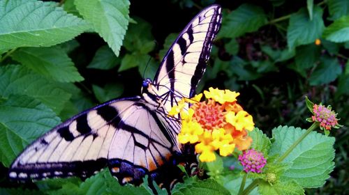 Close-up of butterfly on leaf