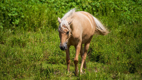 Horse standing in a field