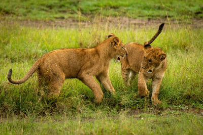 Two lion cubs play fight in grass
