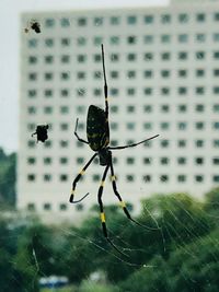 Close-up of spider on web