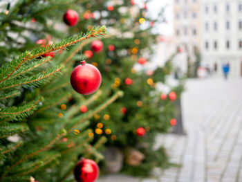 Close-up of christmas tree