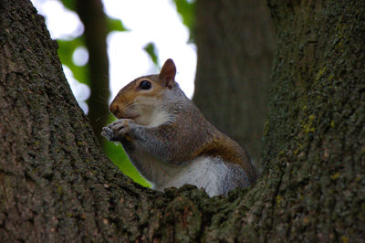 Squirrel sitting on a tree. hyde park, london.