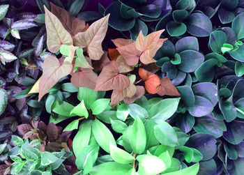 Full frame shot of purple flowering plants