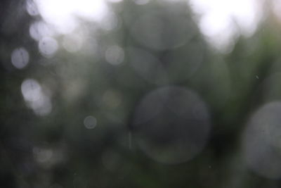 Close-up of raindrops on plant