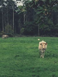 Cow on field against trees