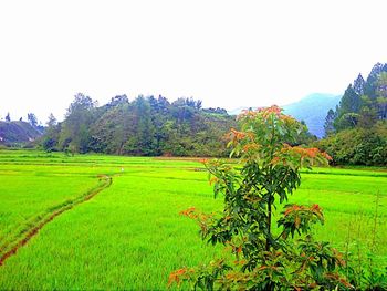 Scenic view of field against clear sky