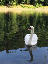 Swan swimming on lake