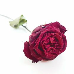 Close-up of wilted rose against white background