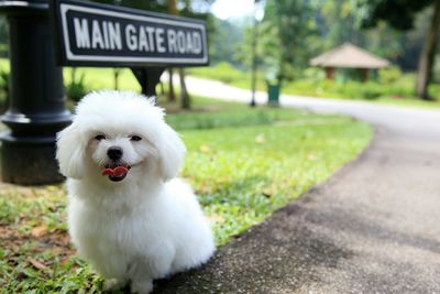 Close-up of dog