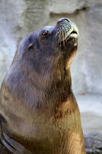 Close-up of a male sea lion