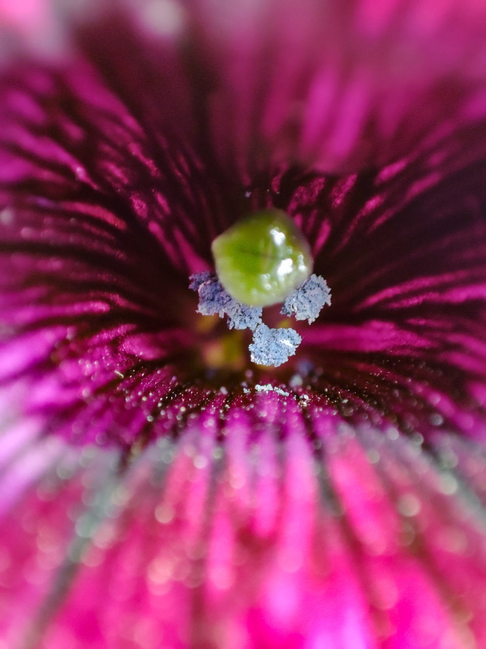 EXTREME CLOSE-UP OF PURPLE FLOWER