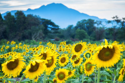 Sunflowers blooming in field