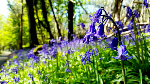 Close-up of purple flowers blooming in field