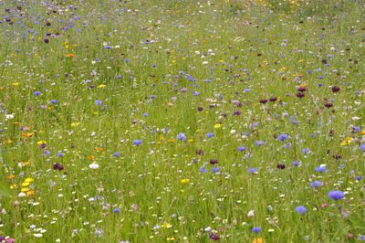 Field of flowers in france