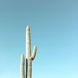 Low angle view of cactus against clear blue sky