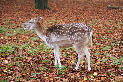 Deer standing on field