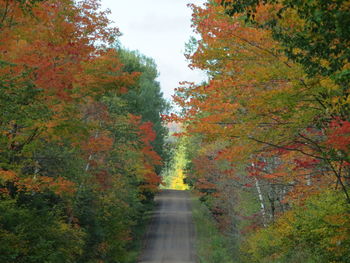 Dirt road amidst trees in forest during autumn