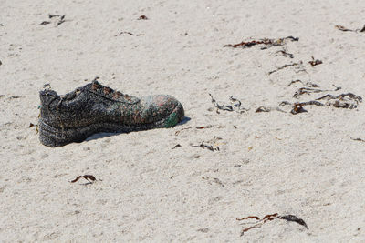 Old shoe on a beach in brittany