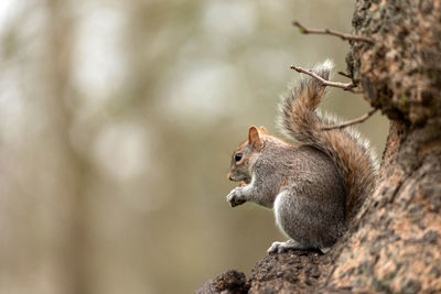 Grey squirrel in the forest