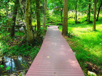 Footpath amidst trees in forest