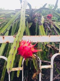 Close-up of red cactus plant growing on field