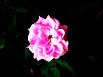 Close-up of pink flowers