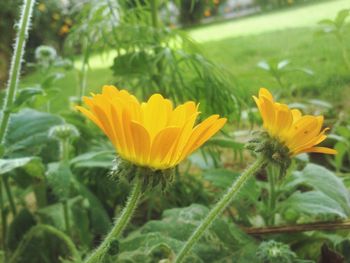 Close-up of yellow flower