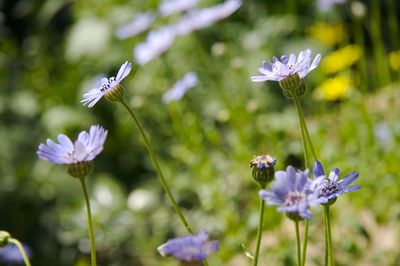 Close-up of butterfly pollinating on purple flower