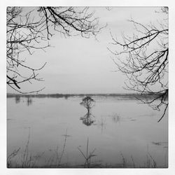 Bare trees on landscape