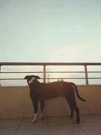 Dog standing at railing against sky