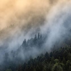 Scenic view of forest against sky