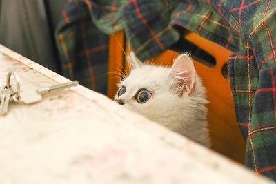 Close-up portrait of cat