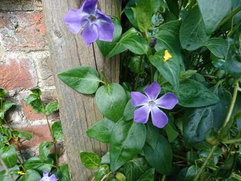 Close-up of purple iris blooming outdoors