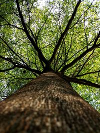 Low angle view of trees in forest