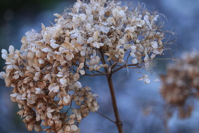 Close-up of cherry blossom