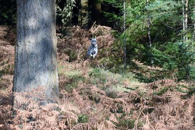 Boy in forest