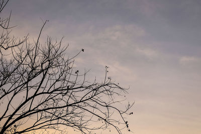 Low angle view of birds perching on bare tree