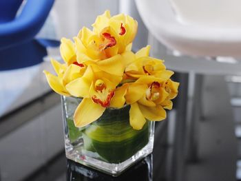 Close-up of yellow orchid flowers