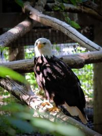 Bird perching on branch