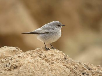 Close-up of bird perching outdoors