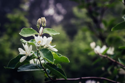 Close-up of white flowering plant