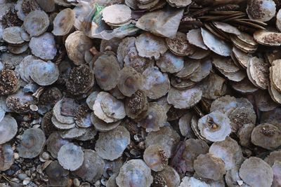 Full frame shot seashells 