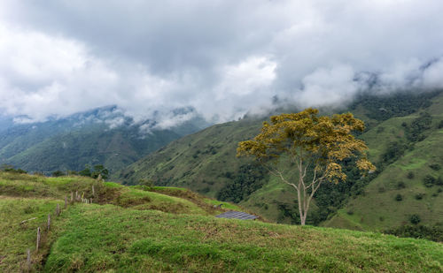 Scenic view of trees on field against sky