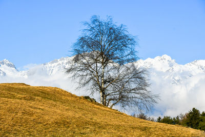 Low angle view of trees on landscape against blue sky