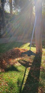 Trees on field in forest